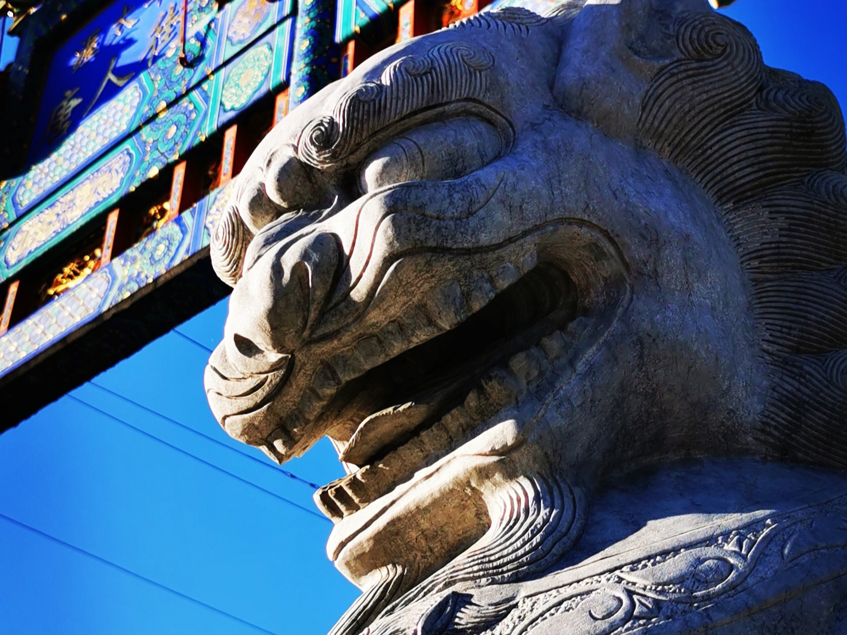 Lion