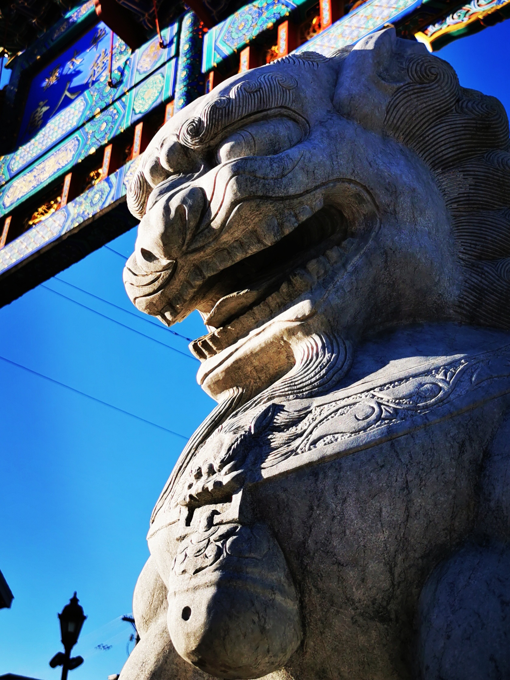 Lion view 1