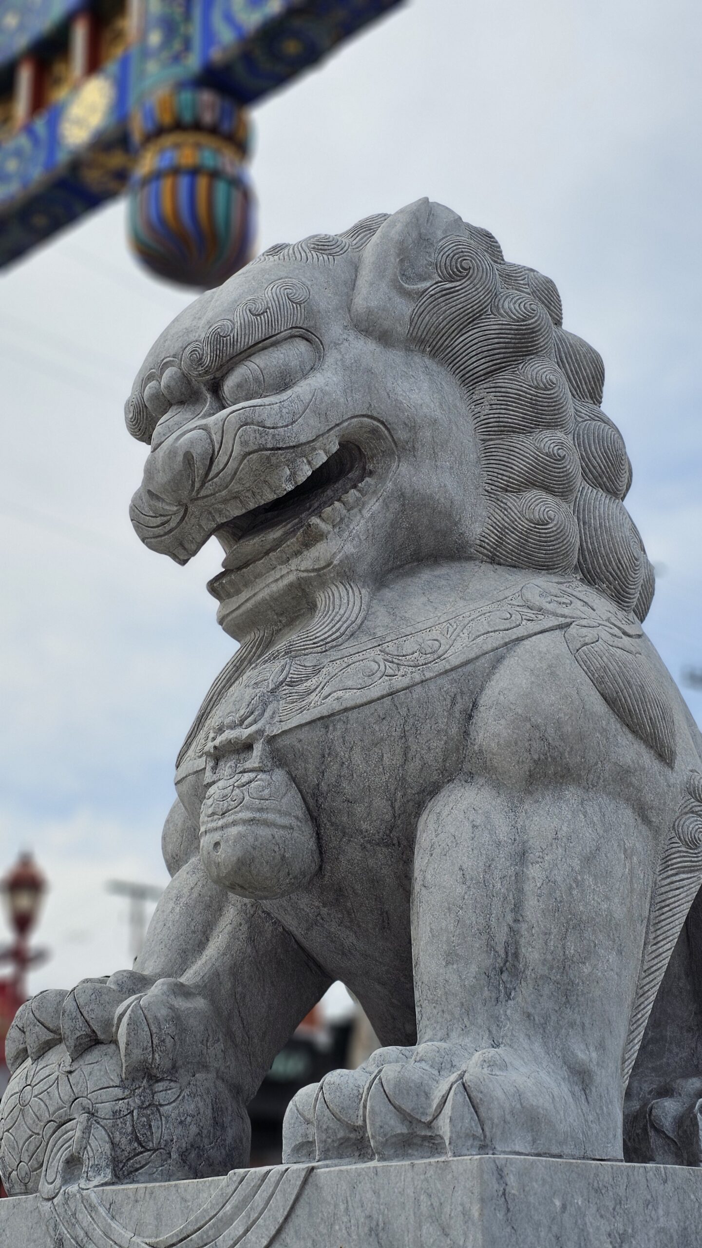 Lion view 3